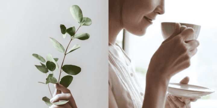 El eucalipto es una de las plantas más famosas y populares por los beneficios para salud, y la puedes encontrar en varias presentaciones, como en maceta, tés o aceites esenciales. PINTEREST/ eHowEspañol