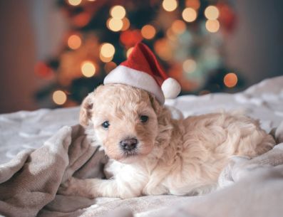 Las mascotas son parte importante de las familias y requieren cuidados especiales en esta época del año. UNSPLASH/Rhaúl Velasquez Alva