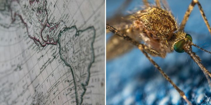 Diferentes países de América del Sur registran preocupante aumento de casos de dengue. UNSPLASH/Leon Overweel / Егор Камелев